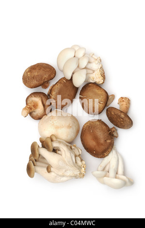 Eine Vielzahl von Speisepilzen auf weißem Hintergrund. Stockfoto