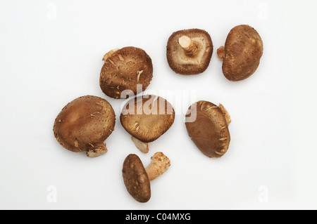 Essbare Pilze auf einem weißen Hintergrund. Stockfoto
