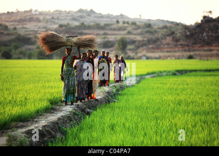 Damen, die zu Fuß auf einem Pfad in Reisfeldern Andhra Pradesh in Indien Stockfoto