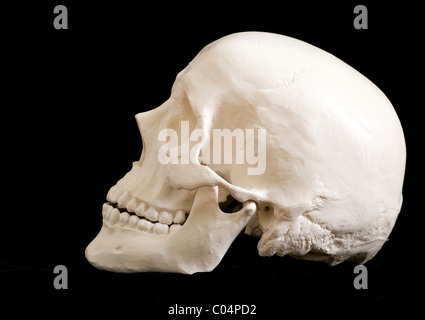 Menschliche Schädel Seitenansicht links Umlaufbahn Stockfoto