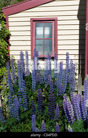 Wilde Lupinen im Cardrona Hotel, auf der Krone Bereich Straße zwischen Wanaka und Queenstown Neuseeland. Stockfoto