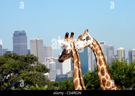 Zwei Giraffen mit Stadt im Hintergrund. Foto nahm im Taronga ZOO in Sydney, Australien. Stockfoto