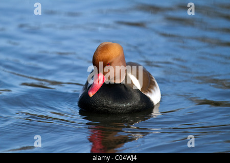 Vorderansicht des Male Red-Crested Tafelenten am Teich bei Martin Mere, Burscough, Lancashire, UK Stockfoto