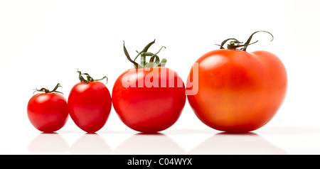 Tomaten Line-up von vier verschiedenen Sorten isoliert auf weiss. Stockfoto