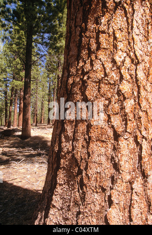 Douglas-Tannenbäume entlang Mammut Scenic Loop in der Nähe von Mammoth Mountain Ski Area, Eastern Sierra Mountains, Kalifornien, USA Stockfoto