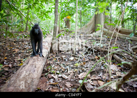Crested schwarz Makaken (Macaca Nigra) Stockfoto