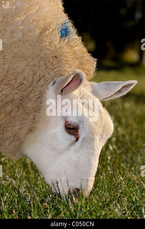 Beltex Schafbeweidung Rasen. Stockfoto