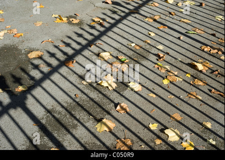 Schatten des viktorianischen Geländer geworfen auf dem Blatt übersäten Boden an einem sonnigen Herbsttag Stockfoto