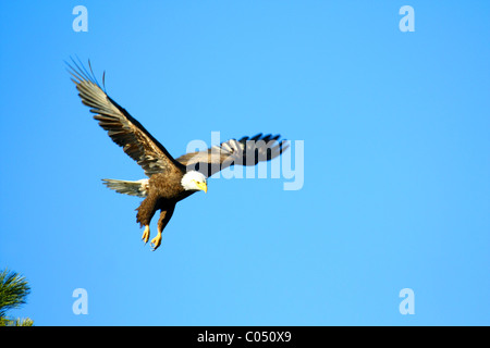 40,583.02833 nach Weißkopfseeadler (Haliaeetus leucocephalus) gerade beginnen zu fliegen, nachdem seine treetop Barsch verlassen. Stockfoto