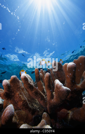 Pyramid Butterflyfish (Hemitaurichthys Polylepis) schwimmen über Korallen mit Sunburst reflektiert durch das Wasser dahinter Stockfoto