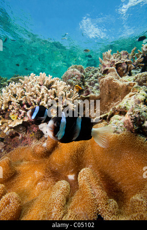 Clarks Anemonenfische (Amphiprion Clarkii) verteidigen ihre Anemone an einem tropischen Korallenriff Stockfoto