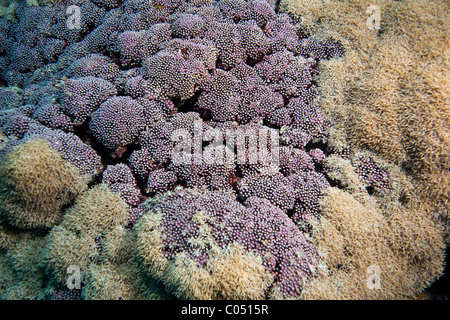 Ein tropisches Korallenriff von Bunaken Insel in Nord-Sulawesi, Indonesien. Stockfoto