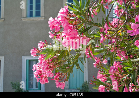 Oleander-Blüten im französischen Hafen von Homps auf dem Canal du Midi Frankreich Stockfoto