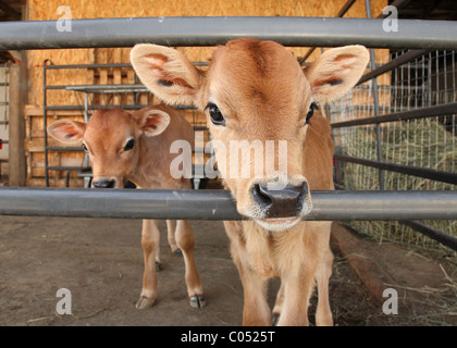 zwei identische Kälber zusammenstehen in Scheune Stift Stockfoto