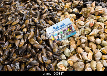 Live-Muscheln, Wellhornschnecken Vivant und Wellhornschnecken Meeresschnecken, zum Verkauf an Bauernmarkt in der Normandie, Frankreich Stockfoto