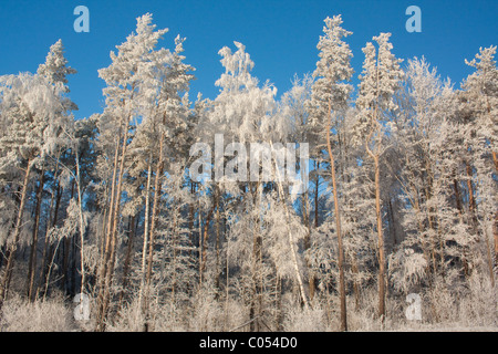 Schneereiche Winter mit Tannen und Bäume Stockfoto