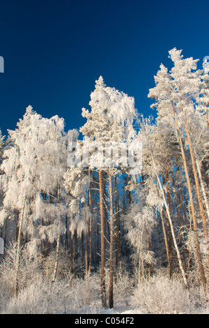 Schneereiche Winter mit Tannen und Bäume Stockfoto