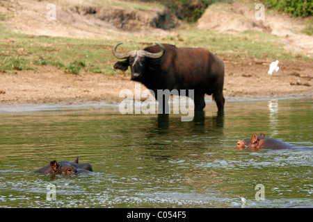 Ein paar Flusspferde vor ein Kaffernbüffel in der Hütte-Kanal, Queen Elizabeth National Park, Uganda Stockfoto