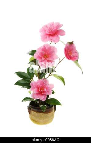 Kamelie-Zweig mit Blüten in einem Tontopf Stockfoto