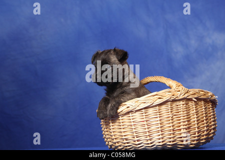 Cairn-Terrier in Korb Stockfoto