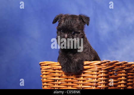 Cairn-Terrier in Korb Stockfoto