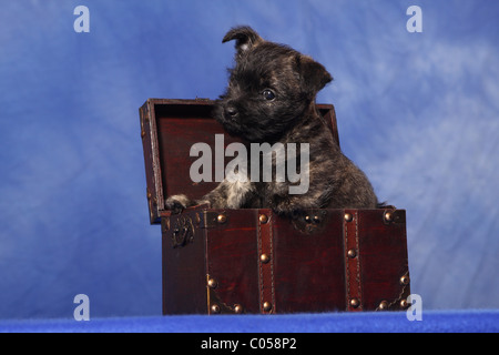 Cairn Terrier Welpen Stockfoto