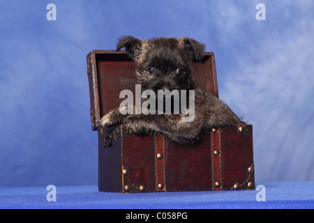 Cairn Terrier Welpen Stockfoto