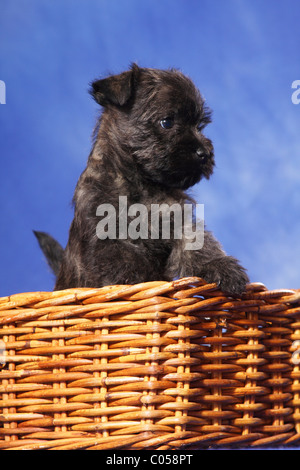 Cairn-Terrier in Korb Stockfoto