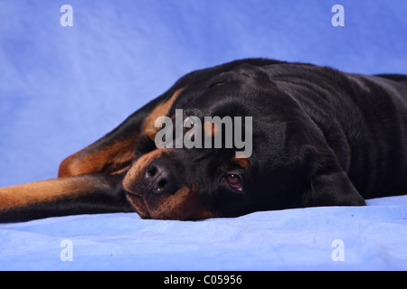 Rottweiler liegend Stockfoto