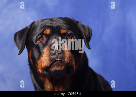 Rottweiler-Portrait Stockfoto