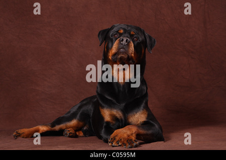 Rottweiler liegend Stockfoto