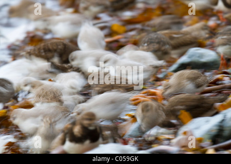 Watvögel auf Nahrungssuche; Sanderling; Calidris Alba; Steinwälzer; Arenaria Interpres; Dunlin; Calidris Alpina; Küste; Cornwall Stockfoto