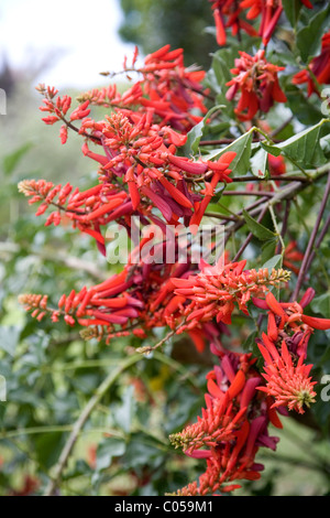 Erythrina Humeana oder Zwerg Korallenbaum in Kirstenbosch Gardens Stockfoto