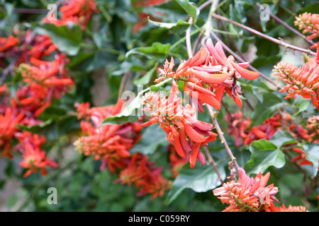 Erythrina Humeana oder Zwerg Korallenbaum in Kirstenbosch Gardens Stockfoto