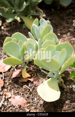 Plakkie oder Schweine-Ohr oder Cotyledon Orbiculata "Shireen" Kirstenbosch Gardens in Kapstadt Stockfoto