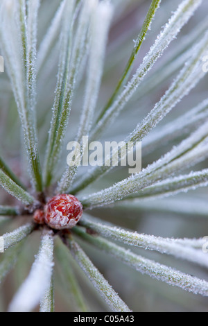 Föhren; Pinus Sylvestris; Knospe im Frost; Winter Stockfoto