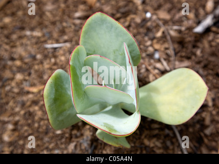 Plakkie oder Schweine-Ohr oder Cotyledon Orbiculata "Shireen" Kirstenbosch Gardens in Kapstadt Stockfoto