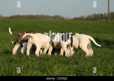 Amerikanische Bulldogge Welpen Stockfoto