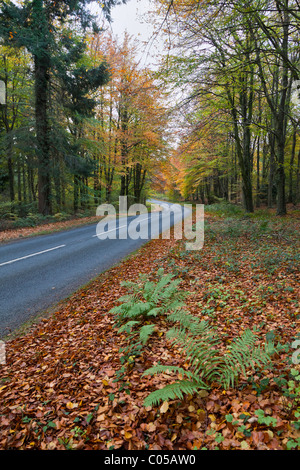 STRAßE IM HERBST IM FOREST OF DEAN GLOUCESTERSHIRE ENGLAND UK. Stockfoto