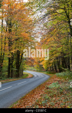 STRAßE IM HERBST IM FOREST OF DEAN GLOUCESTERSHIRE ENGLAND UK Stockfoto