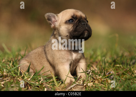 Französische Bulldogge Welpen Stockfoto