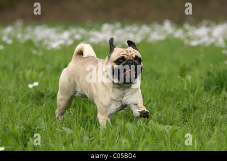 laufenden Mops Stockfoto