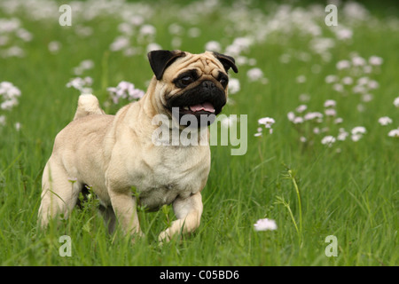 Mops auf Wiese Stockfoto