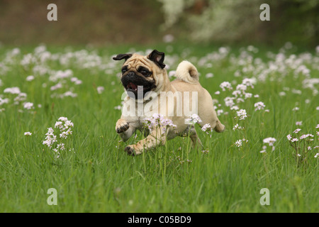 laufenden Mops Stockfoto