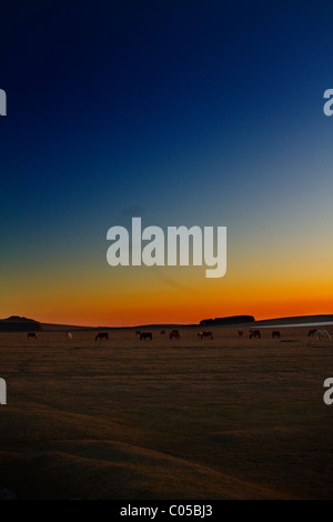 Abenddämmerung auf Bodmin Moor, wie Ponys grasen und Stare kommen, um in einem fernen Wald Schlafplatz. Stockfoto