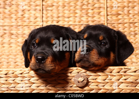 Rottweiler-Welpen Stockfoto