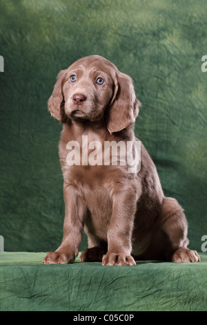 Weimaraner Welpe Stockfoto