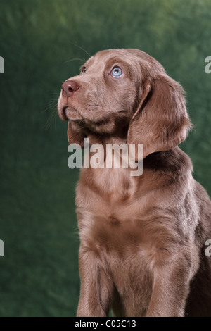 Weimaraner Welpe Stockfoto