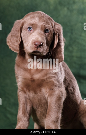 Weimaraner Welpe Stockfoto