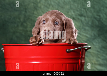 Weimaraner Welpe Stockfoto